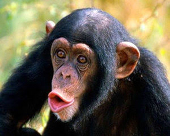 Monkey's avatar