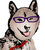 洋介犬（ヨウスケン）'s avatar