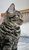 FelisKatus's avatar
